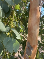 Eucalyptus platyphylla