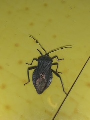 Pachylis laticornis