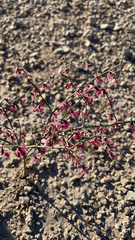 Eriogonum deflexum