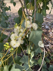 Eucalyptus platyphylla