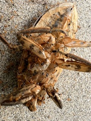 Trichomyrmex destructor