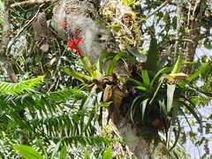 Aechmea triangularis