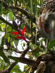 Aechmea triangularis