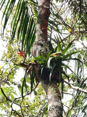 Aechmea triangularis