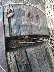 Camponotus nigriceps