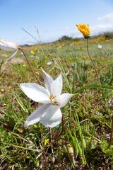 Cyanella alba