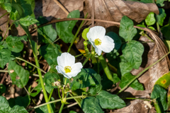 Echinodorus cordifolius