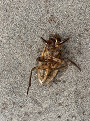Trichomyrmex destructor