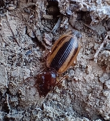 Cymindis lineola