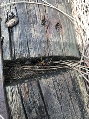 Camponotus nigriceps