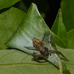 Tmarus angulatus