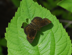 Bolla subapicatus