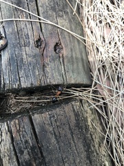 Camponotus nigriceps