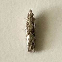 Holocola thalassinana