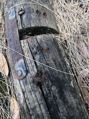 Camponotus nigriceps