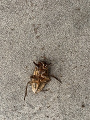 Trichomyrmex destructor