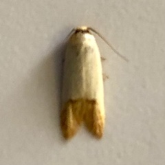 Tachystola stenoptera