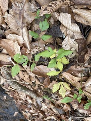 Xanthorhiza simplicissima