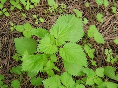 Urtica membranacea