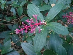 Medinilla formosana