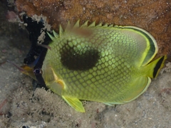 Chaetodon rafflesii