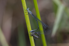 Rhadinosticta simplex