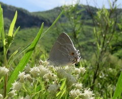 Thereus cithonius
