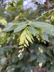 Flemingia strobilifera
