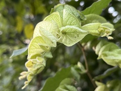 Flemingia strobilifera