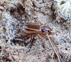 Cymindis lineola