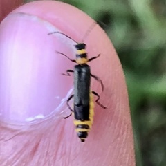 Chauliognathus sydneyanus