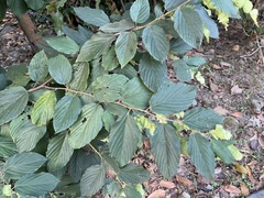 Flemingia strobilifera