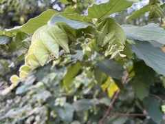 Flemingia strobilifera