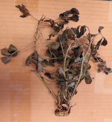 Arachis hypogaea