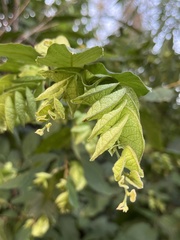 Flemingia strobilifera