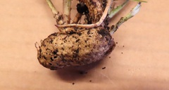 Arachis hypogaea