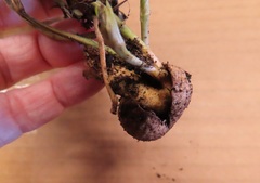 Arachis hypogaea