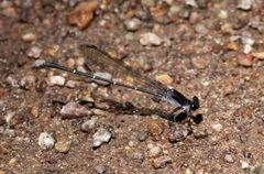 Argia tezpi