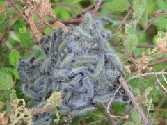 Thaumetopoea herculeana