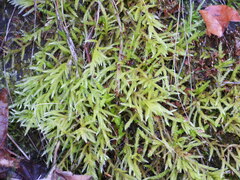 Eurhynchium striatum