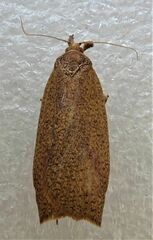 Planotortrix