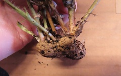 Arachis hypogaea