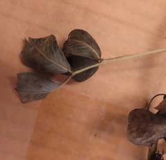 Arachis hypogaea