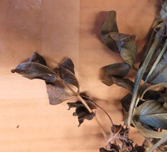 Arachis hypogaea