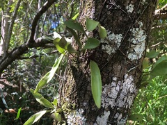 Pyrrosia confluens
