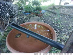 Eudynamys orientalis