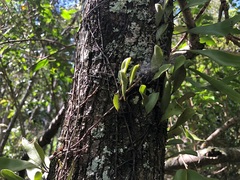 Pyrrosia confluens
