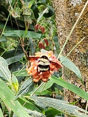 Bombus brasiliensis