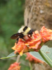 Bombus brasiliensis