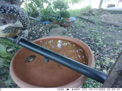 Eudynamys orientalis